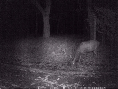 Fotopułapka leśna Denver WCT-8010 Full HD 8 MPx IP65 3 czujniki ruchu UŻYWANY